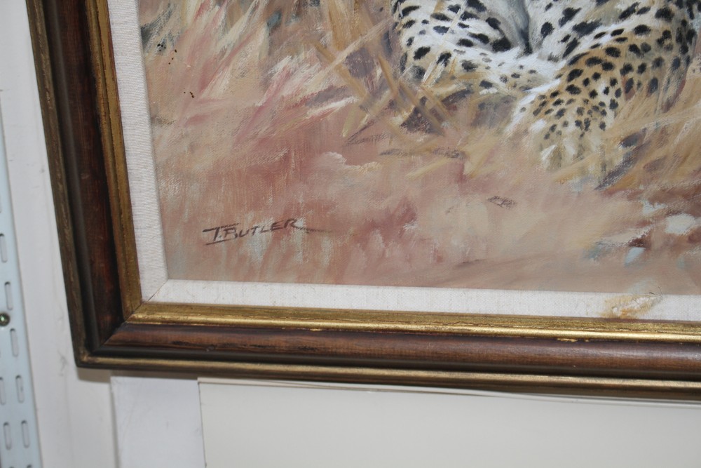 Tony Butler (South African, 1959-), oil on canvas, Noonday Rest, Leopard in grass, signed, 44.5 x 72.5cm